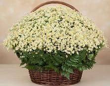 Цветочная композиция из Ромашки в корзине #REPLACE_PRED# Краснотурьинске